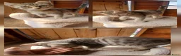 Bengal cats for sale: 2 lovley little bengal girls  - Advert 2