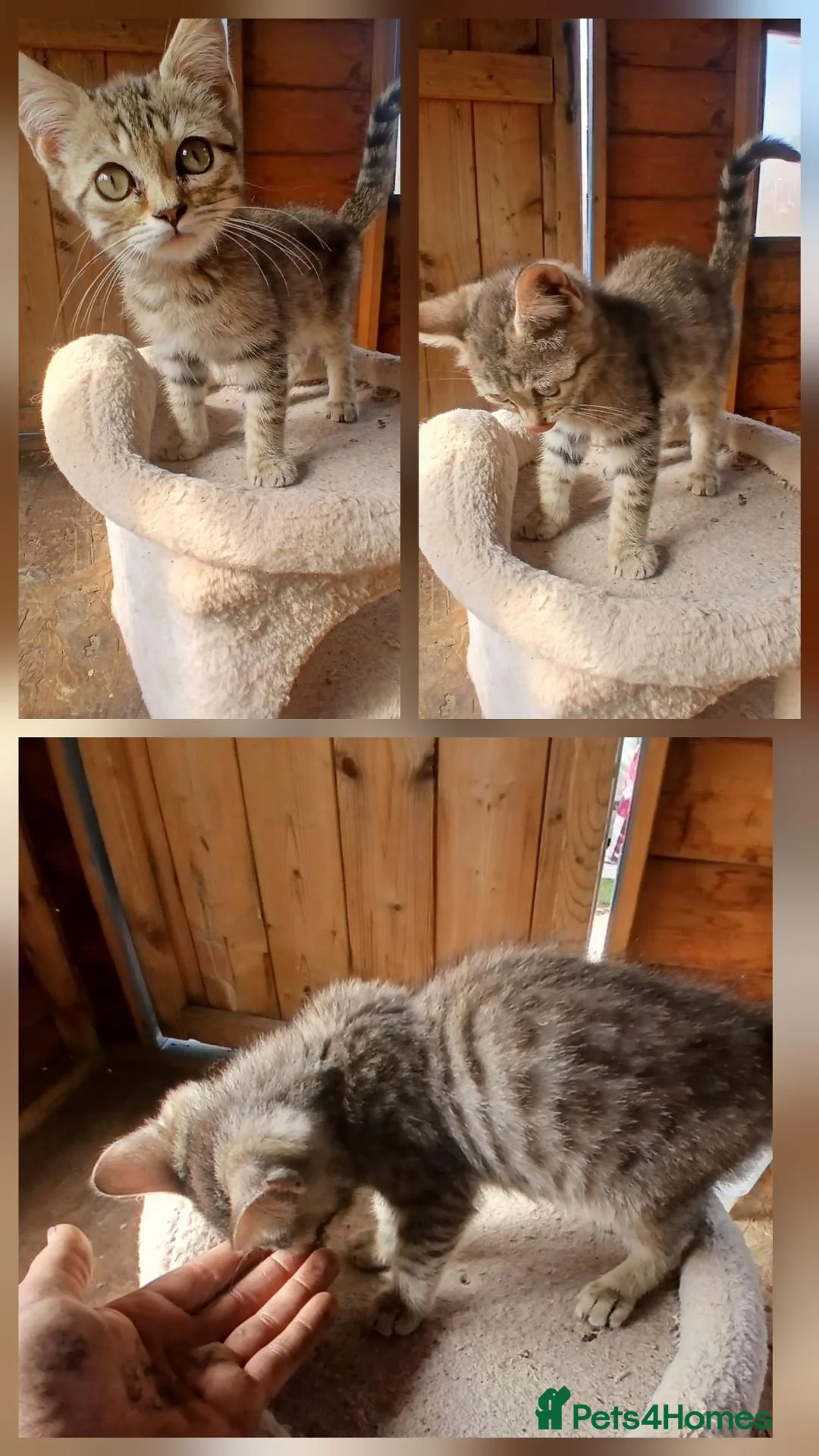 Bengal cats for sale: 2 lovley little bengal girls  - Advert 2
