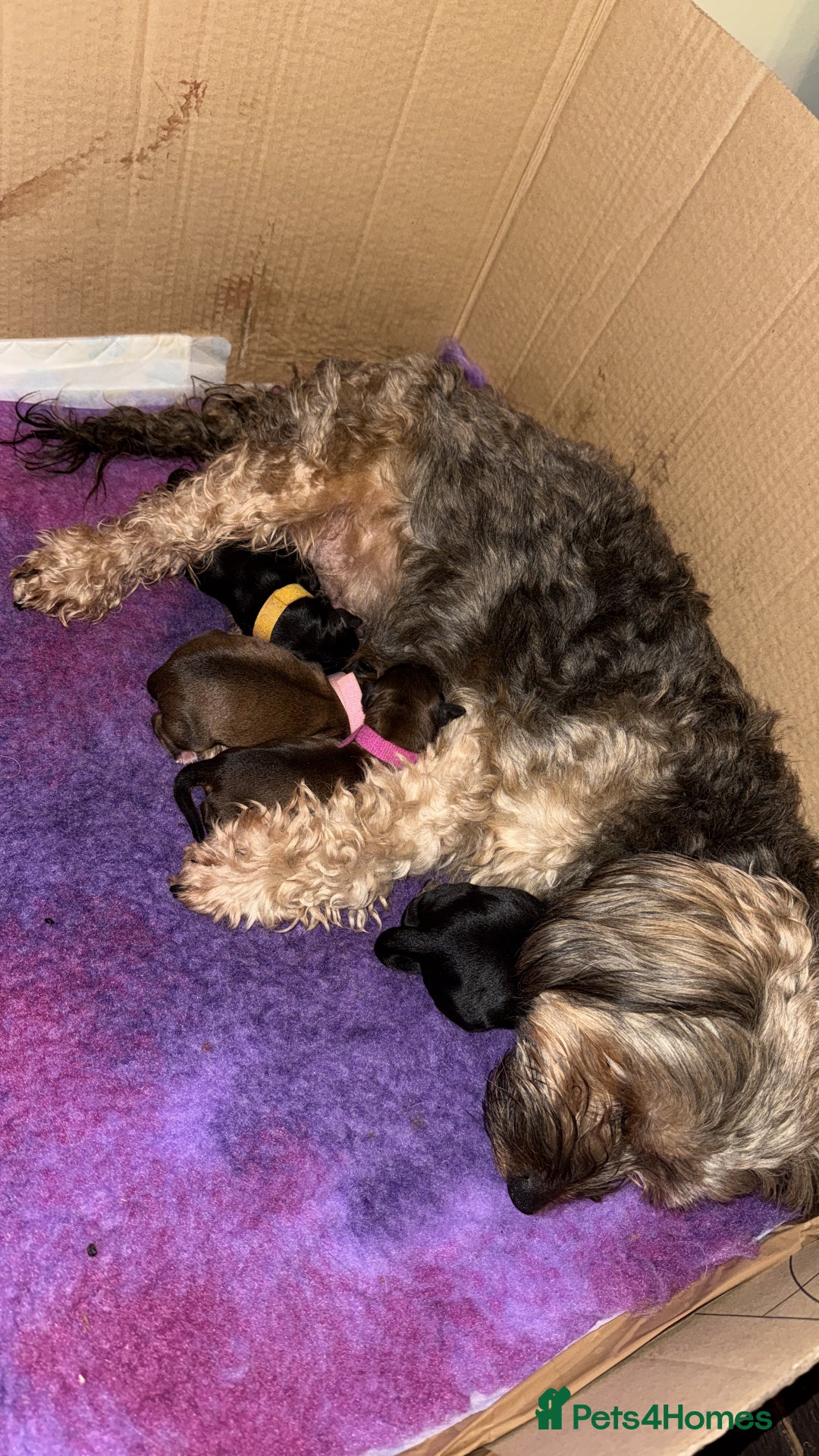 Mixed Breed dogs for sale: Corkiepoo puppies for sale 🐶 - Advert 16