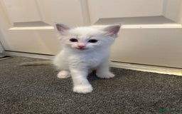 Ragdoll cats for sale: Blue bi coloured ragdoll kittens for sale  - Image 12