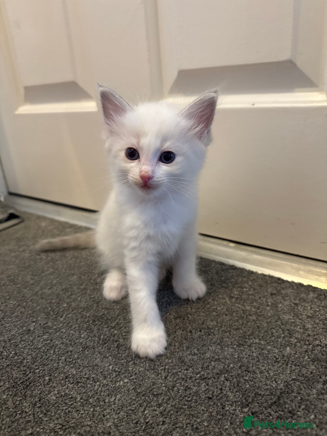 Ragdoll cats for sale: Blue bi coloured ragdoll kittens for sale  - Image 12