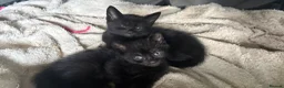 Russian Blue cats for sale: 2 beautiful black kitty’s and 1 gorgeous grey cat - Advert 7