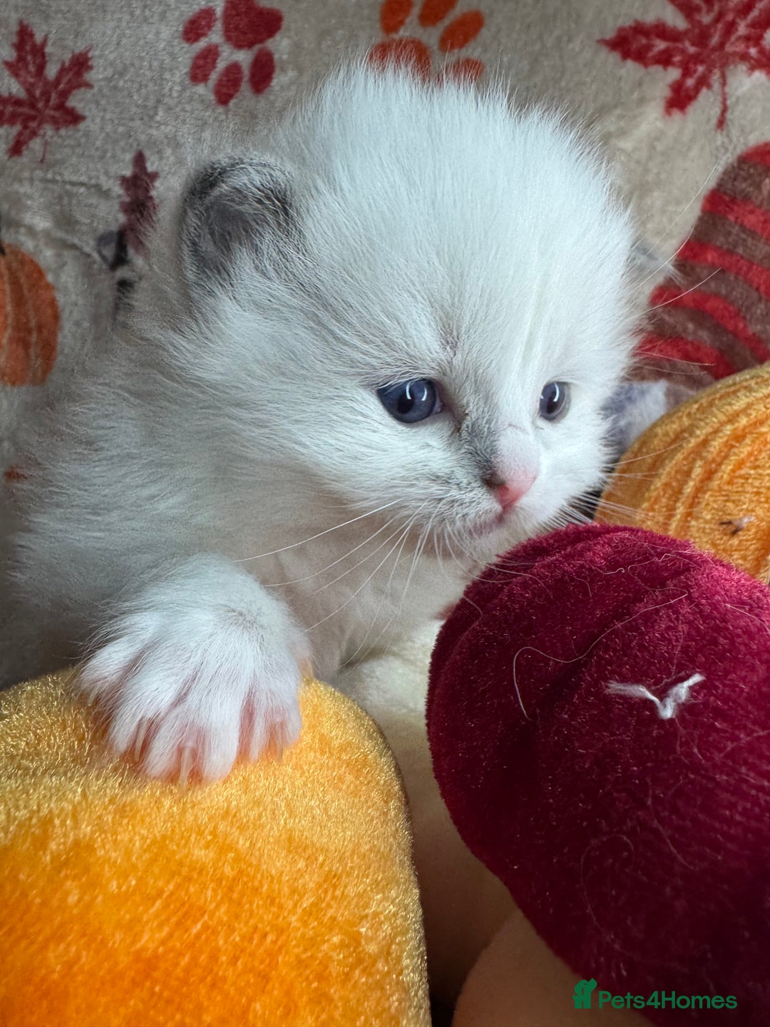 Ragdoll cats for sale: 🏆 gccf ragdoll grand champion kittens 🏆 - Image 17