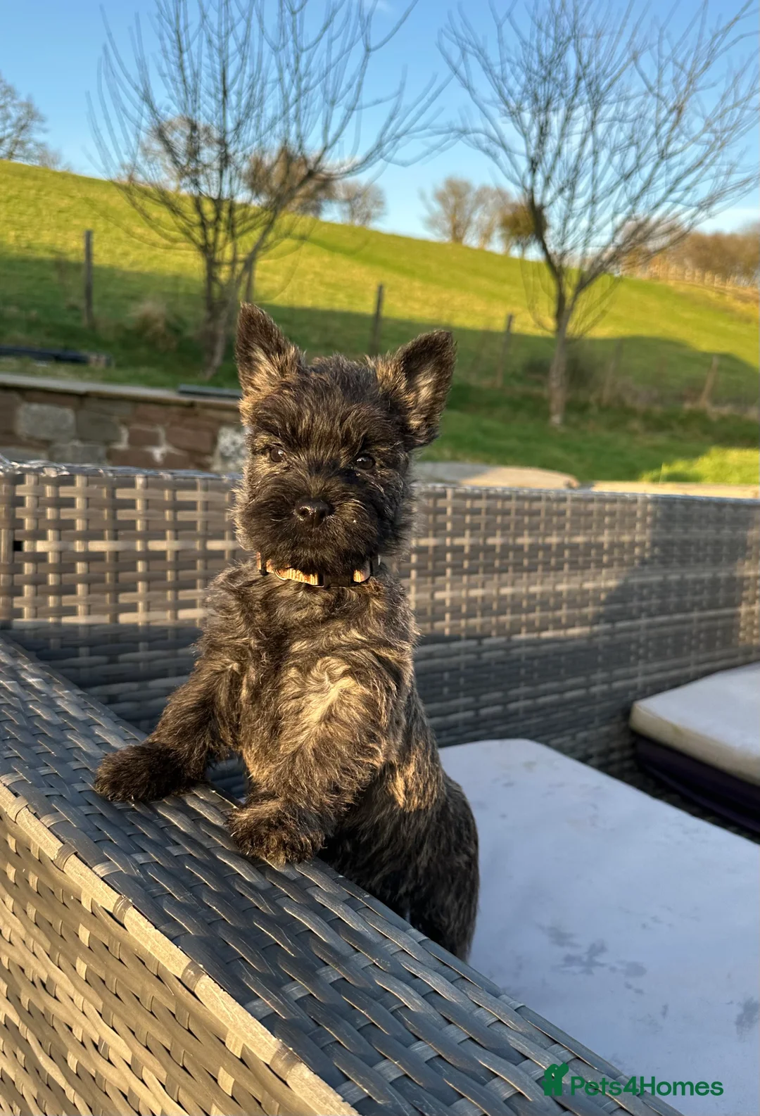 Cairn Terrier dogs for sale: Quality Beautiful KC Reg Cairn Terrier Puppies.  - Advert 36