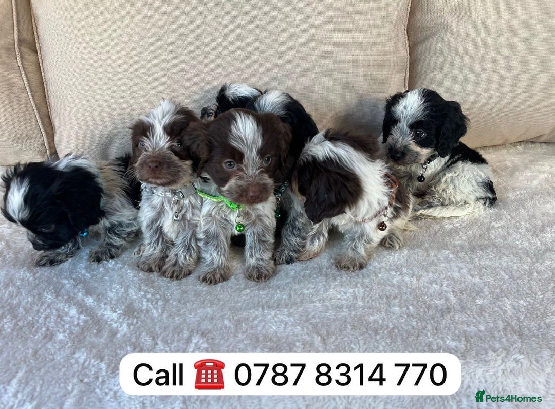 Cockapoo dogs for sale: cockapoos puppies F1 3 boys 2 girls  - Advert 6