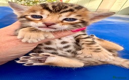 Keetso cats for sale: Stunning golden keetsos  - Image 5