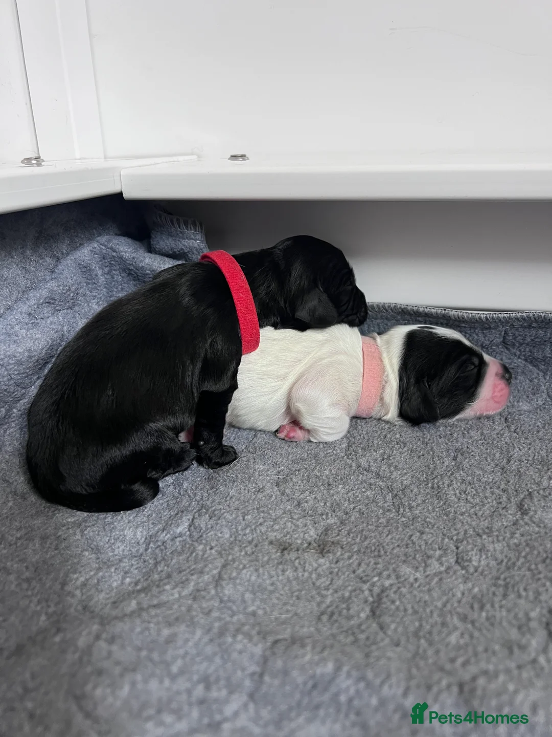 Sprocker dogs for sale: Adorable Sprocker Spaniel puppies Leeds - Advert 9