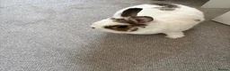 Netherland Dwarf rabbits for sale: Loving Netherland Dwarf Looking for Forever Home in Newark - Advert 4