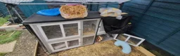 Mixed Breed rabbits for sale: 3 male rabbits and full set up  in Bristol - Advert 2