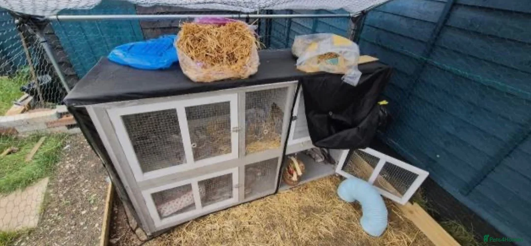 Mixed Breed rabbits for sale: 3 male rabbits and full set up  in Bristol - Advert 2