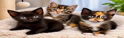Mixed Breed cats for sale: Kittens 1/2 Maine coon. 8wks & ready to leave.  - Advert 1