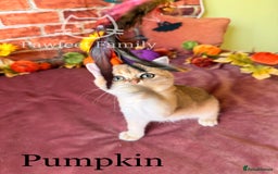 British Shorthair cats for sale: Superb pedigree show quality kittens - Image 17