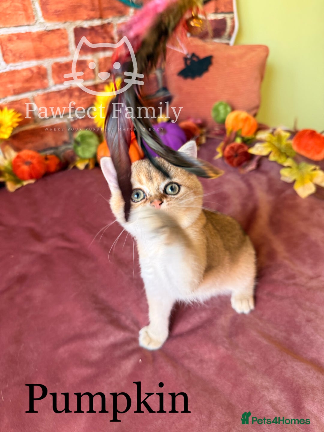 British Shorthair cats for sale: Superb pedigree show quality kittens - Image 17