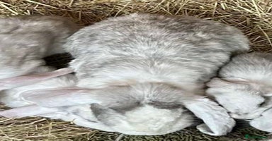 French Lop rabbits French Lop Doe vaccinated.Also Vaccines for sale.  - Advert 13
