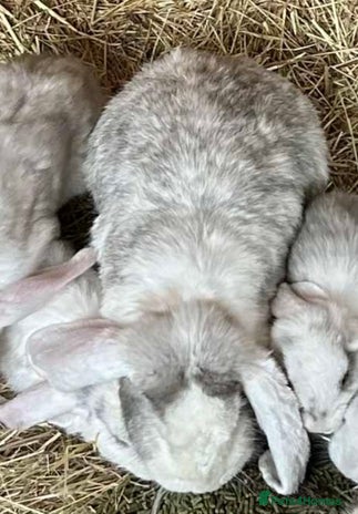 French Lop rabbits French Lop Doe vaccinated.Also Vaccines for sale. - Advert 1