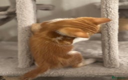 Domestic Shorthair cats for sale: Beautiful friendly Kittens  - Image 26