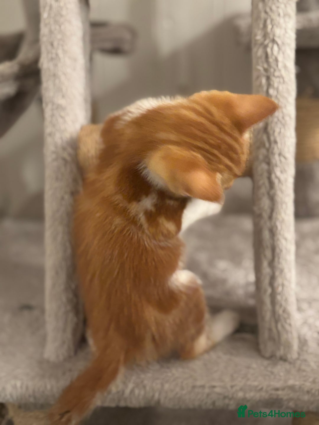 Domestic Shorthair cats for sale: Beautiful friendly Kittens  - Image 26