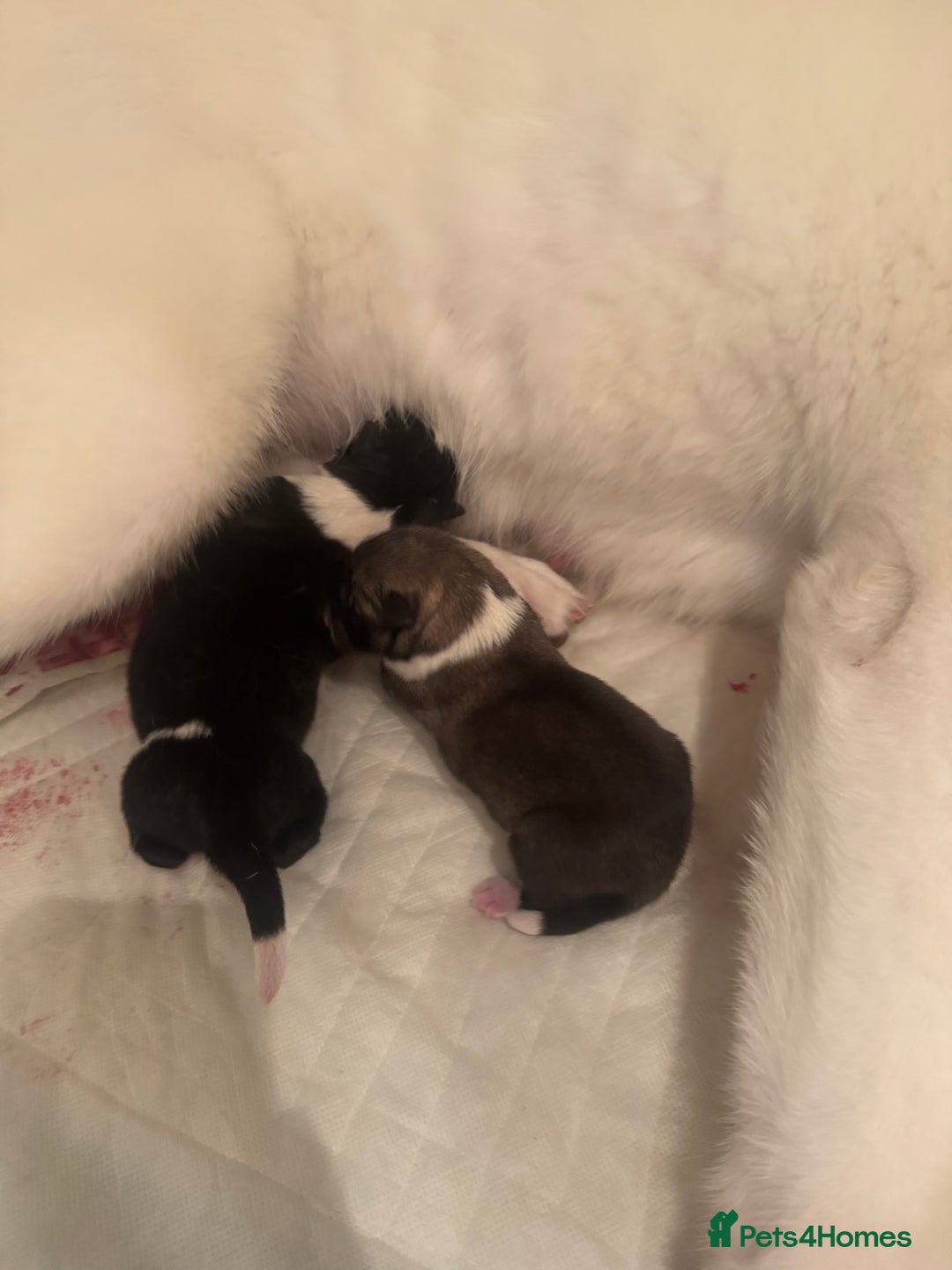 Akita dogs for sale: 2 Akita puppies 1 female 1 male  - Image 13