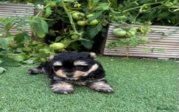 Maltipoo dogs for sale: Tiny maltipoo puppies  - Image 6
