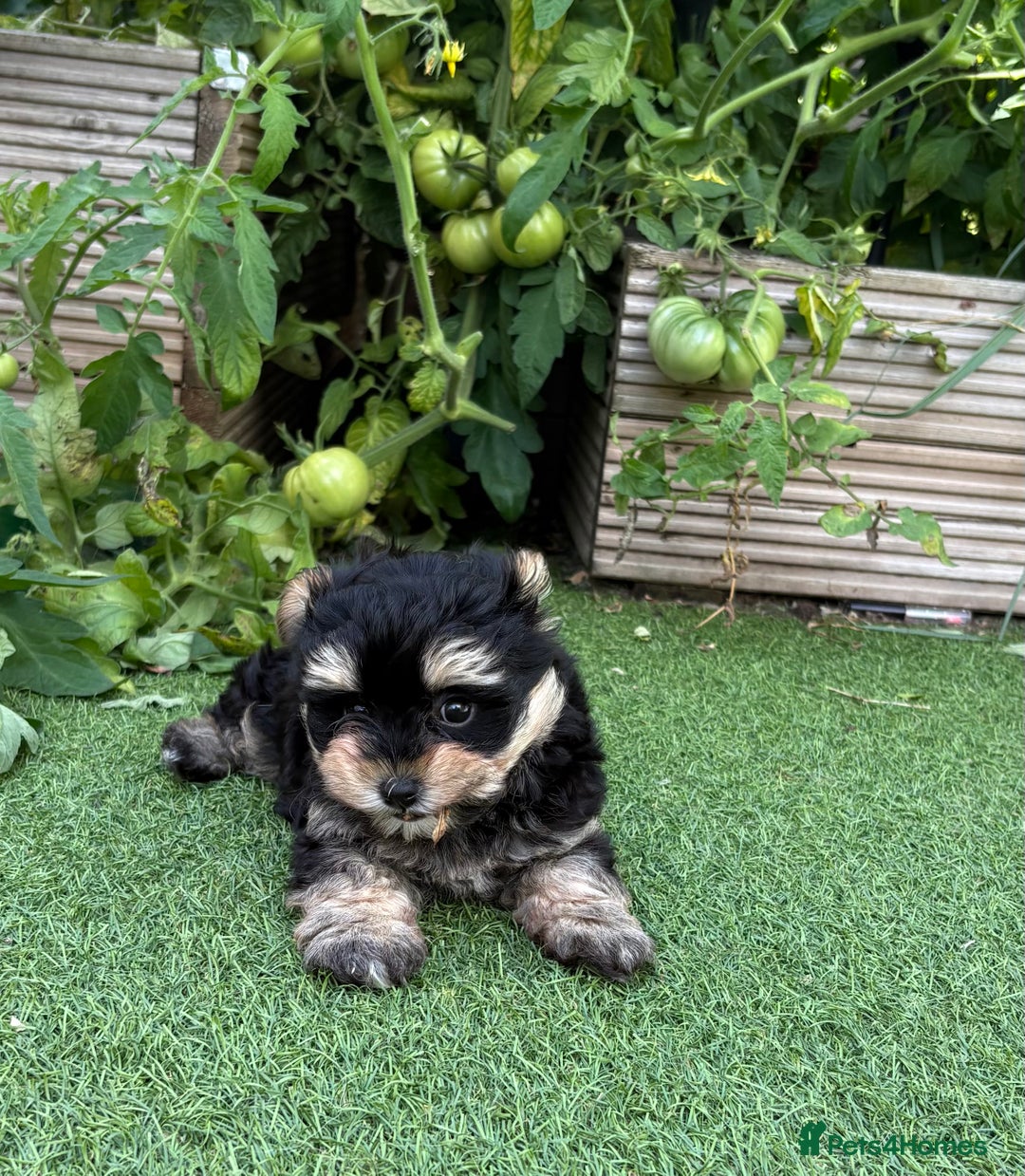 Maltipoo dogs for sale: Tiny maltipoo puppies  - Image 6