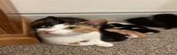 Mixed Breed cats for sale: Four varied mixed breed kittens - Advert 10