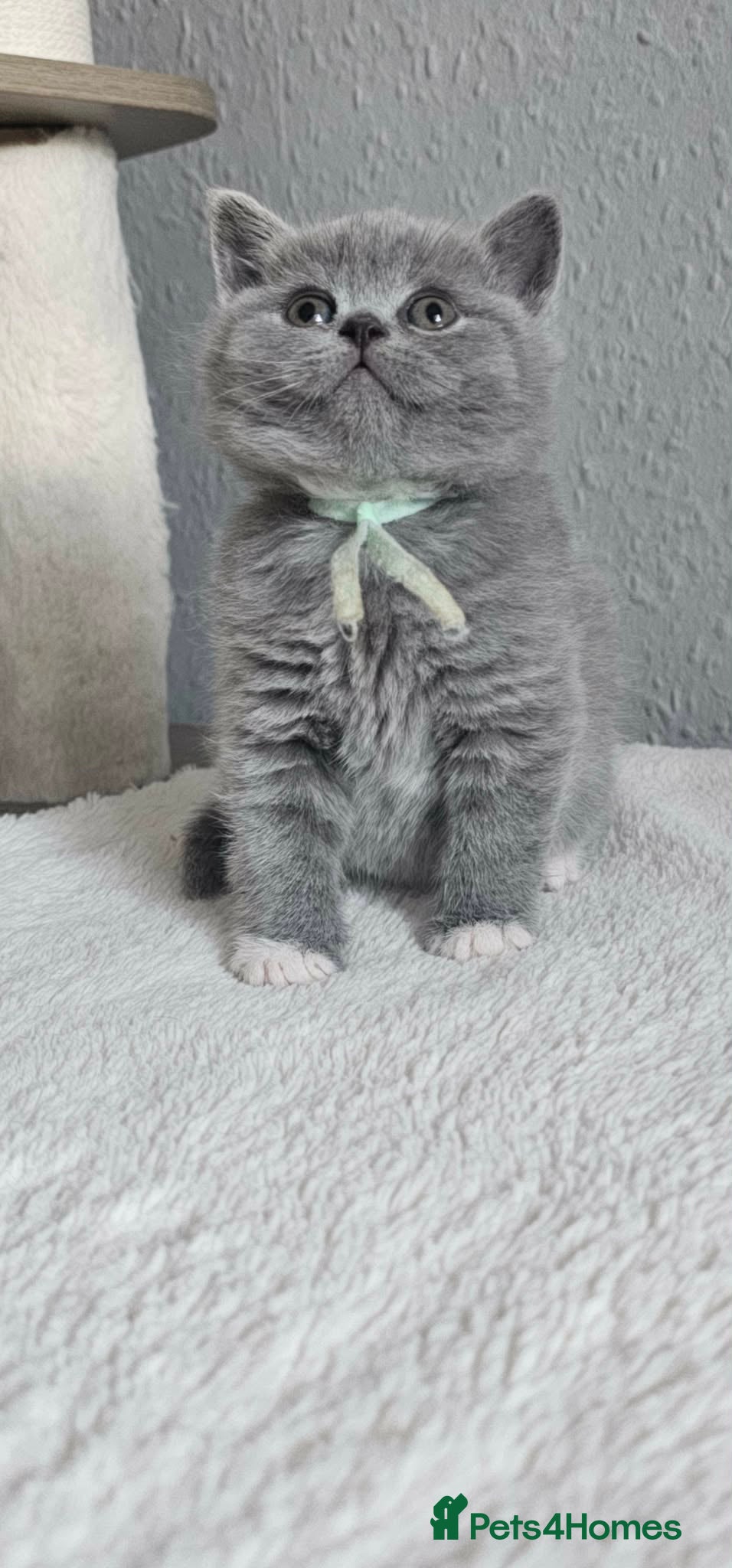 British Shorthair cats LAST BOY BSH Champion Bloodline GCCF - Advert 2