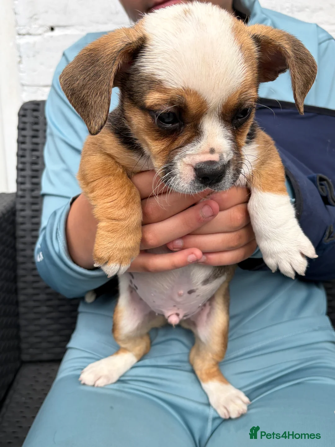 Mixed Breed dogs for sale: Narlas babies  - Advert 2