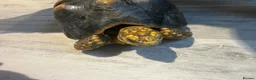 Tortoise reptiles for sale: Yellow Foot Tortoise between 6 and 7 years old in Cranleigh - Advert 4