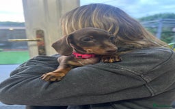 Miniature Dachshund dogs for sale: Miniature Daschunds  - Image 30