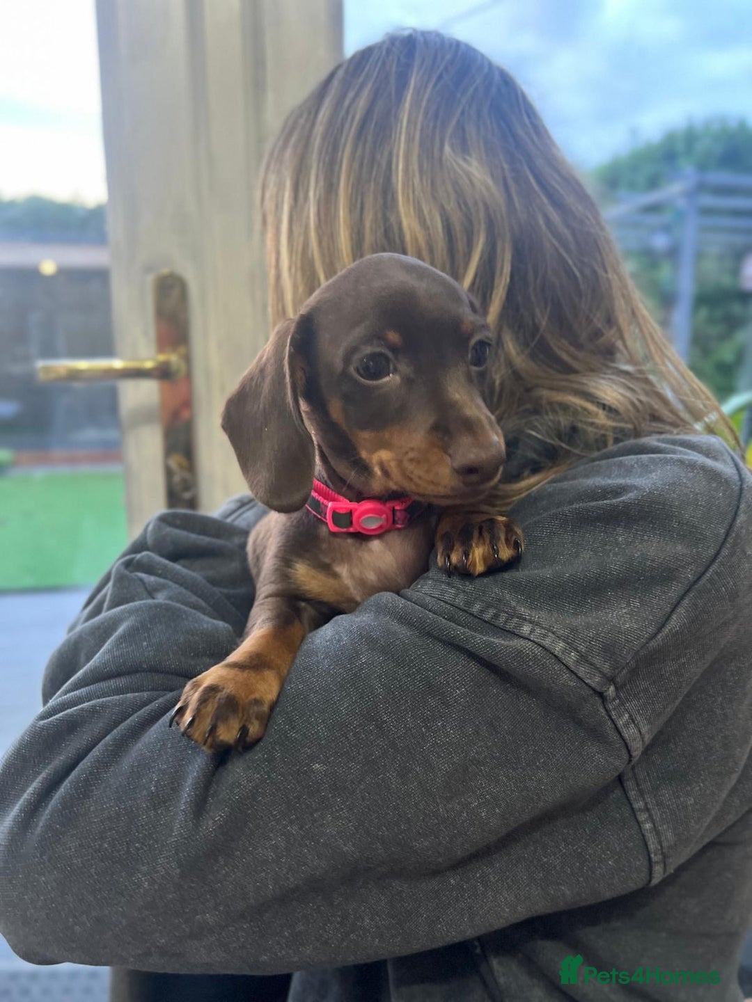 Miniature Dachshund dogs for sale: Miniature Daschunds  - Image 30