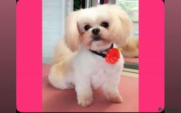 Mixed Breed dogs for sale: Beautiful litter of lhatese baby’s 🥰❤️ - Advert 1