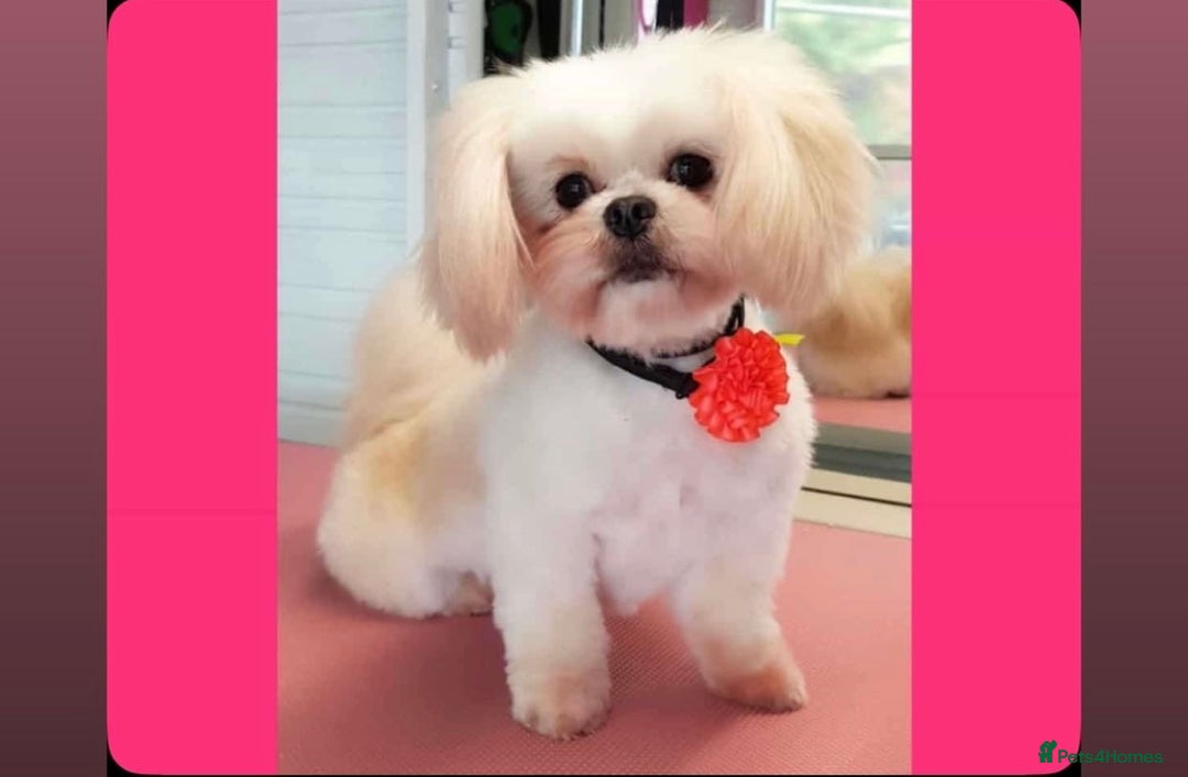 Mixed Breed dogs for sale: Beautiful litter of lhatese baby’s 🥰❤️ - Advert 1