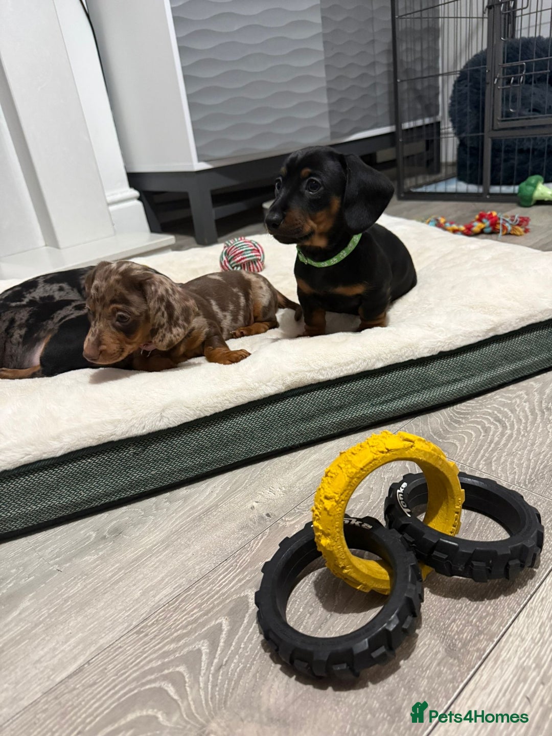Miniature Dachshund dogs for sale: 8 Week Old Miniature Dachshund Puppies  - Advert 4