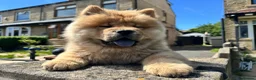 Chow Chow dogs for sale: Chow chow  - Advert 5