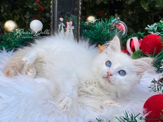 Ragdoll cats 🌸 GCCF Registered 🌸Exceptional Pedigree Ragdolls - Advert 16