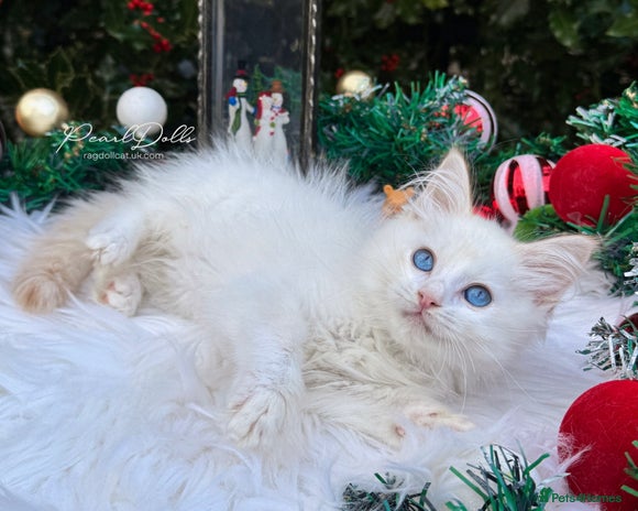 Ragdoll cats 🌸 GCCF Registered 🌸Exceptional Pedigree Ragdolls - Advert 13