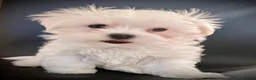 Maltese dogs for sale: 🌟  KC Registered Maltese Puppies Ready 🌟 - Advert 23