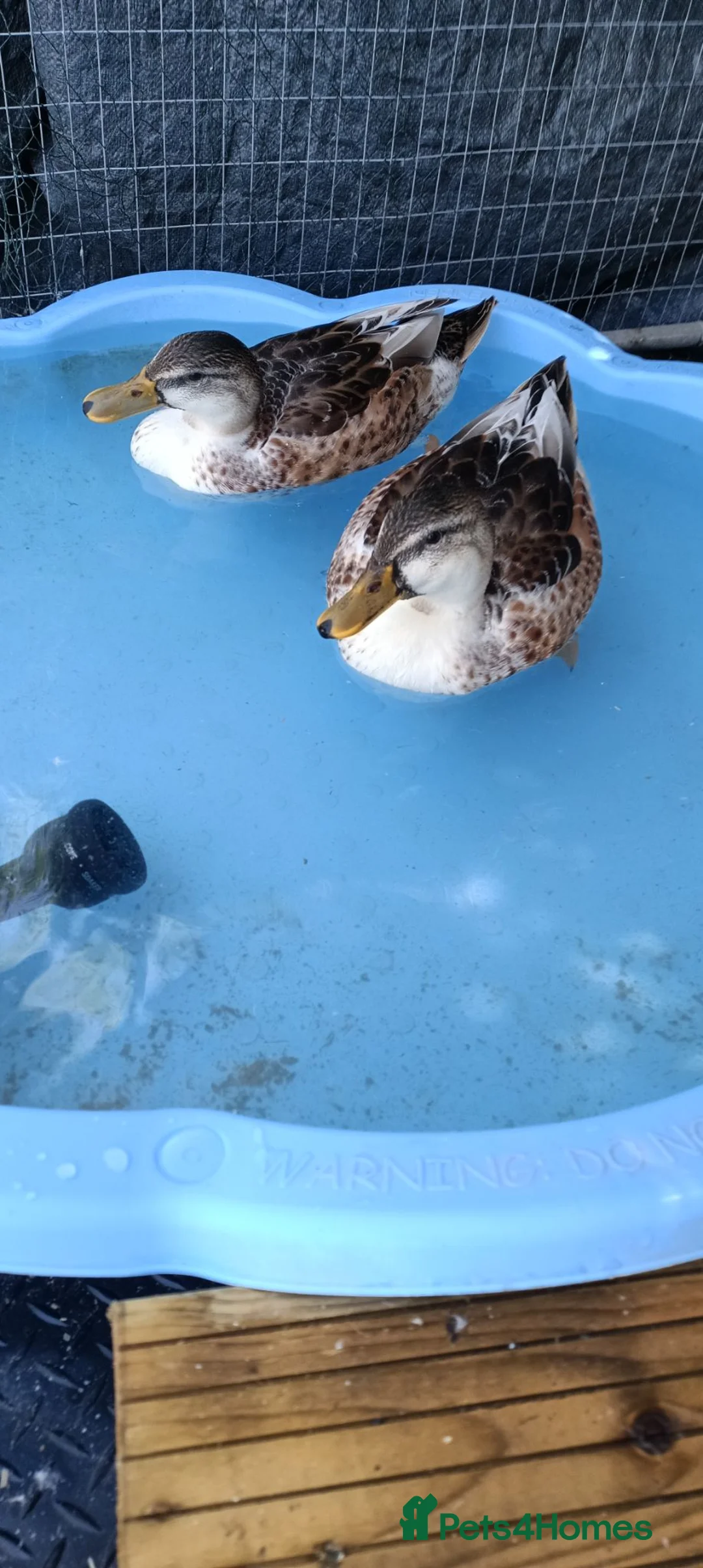 Ducks poultry for sale: Beautiful Miniature Appleyard Ducks  - Advert 4