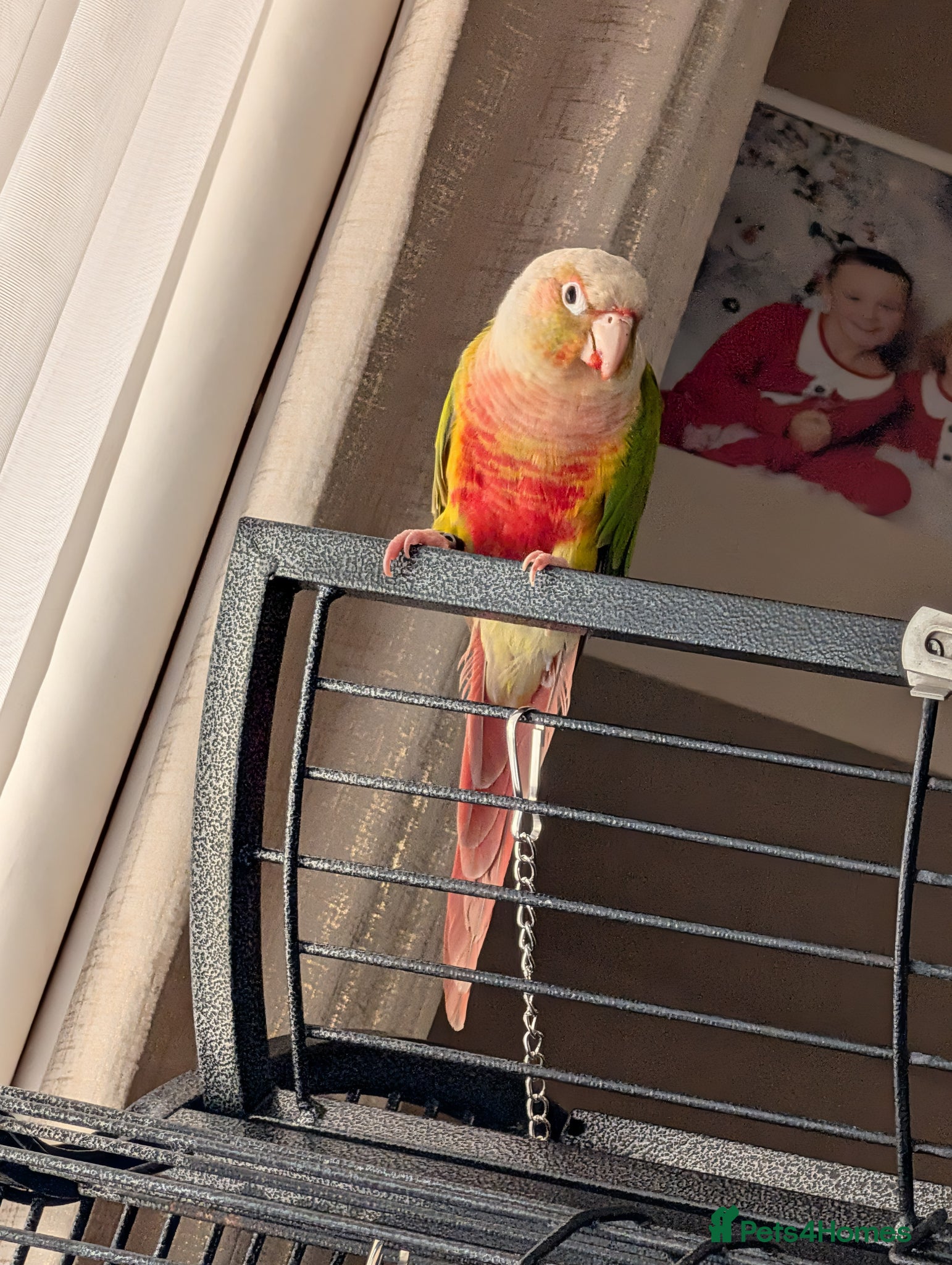 Parrots birds semi tame Pineapple canure Parrott   - Advert 1