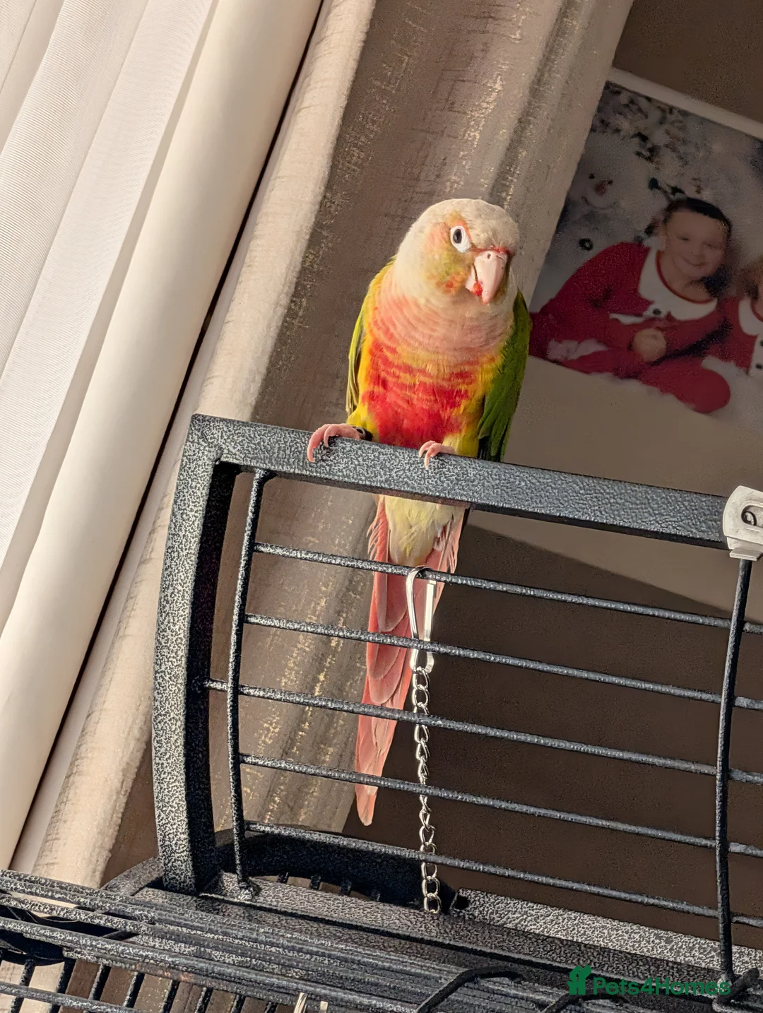 Parrots birds for sale: semi tame Pineapple canure Parrott   - Advert 1