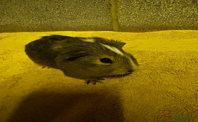 Guinea Pig rodents - Advert 1