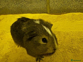 Guinea Pig rodents - Advert 1