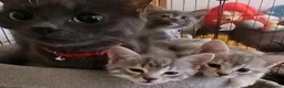 Mixed Breed cats for sale: Three month old kitten in Aberdeen - Advert 2