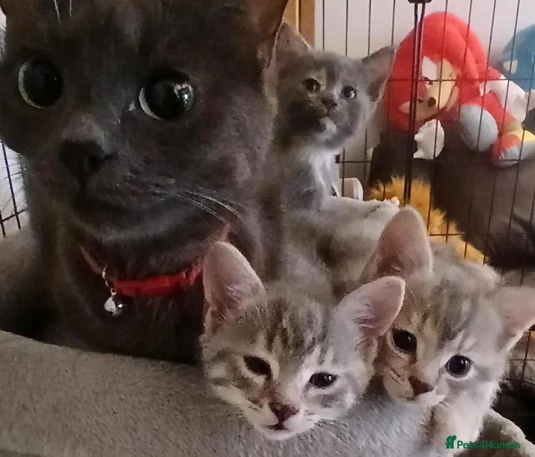 Mixed Breed cats for sale: Three month old kitten in Aberdeen - Advert 2