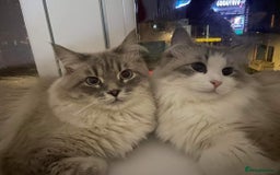 Siberian cats for sale: Siberian Kittens Neva Masquerade White - Image 13