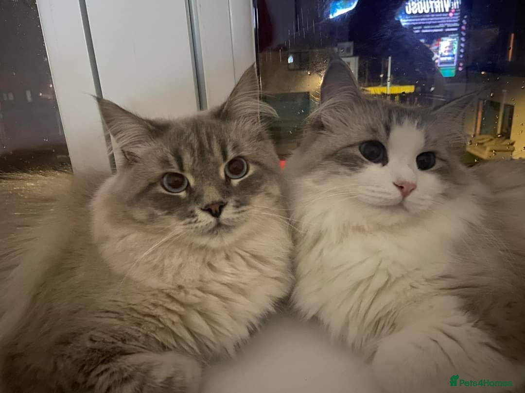 Siberian cats for sale: Siberian Kittens Neva Masquerade White - Image 13