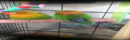 Lovebirds birds for sale: Pair of Compatible Lovebirds with Full Setup - Advert 3