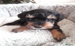 Mixed Breed dogs for sale: Adorable Scnoodle Puppies  - Image 7