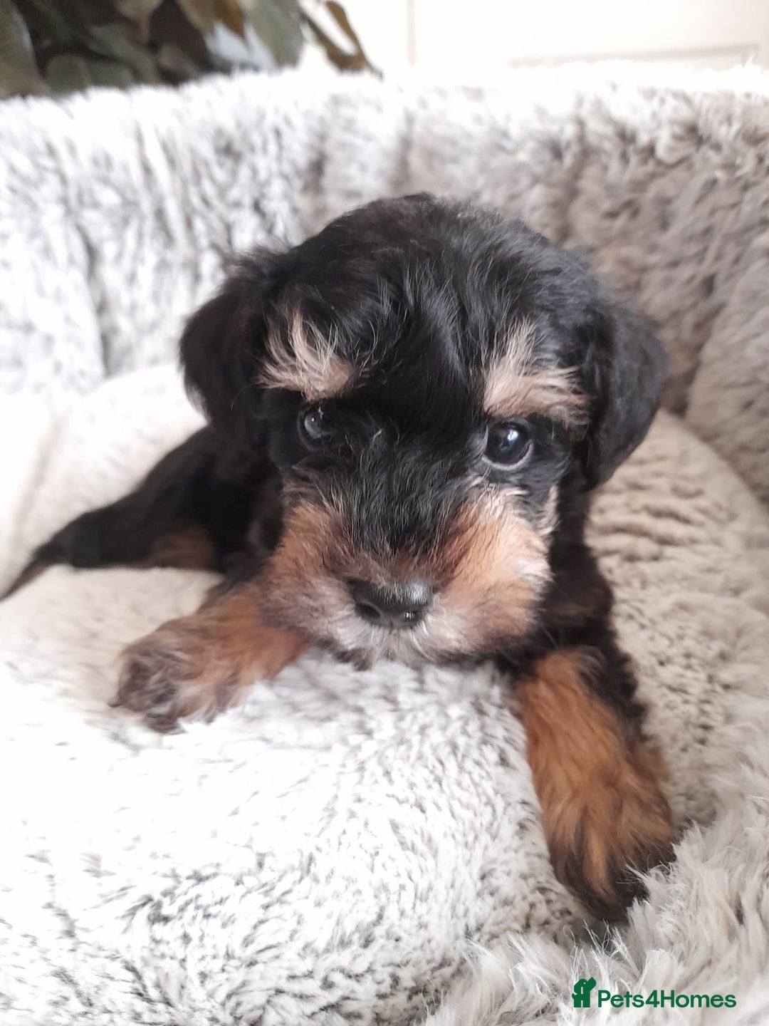 Mixed Breed dogs for sale: Adorable Scnoodle Puppies  - Image 7