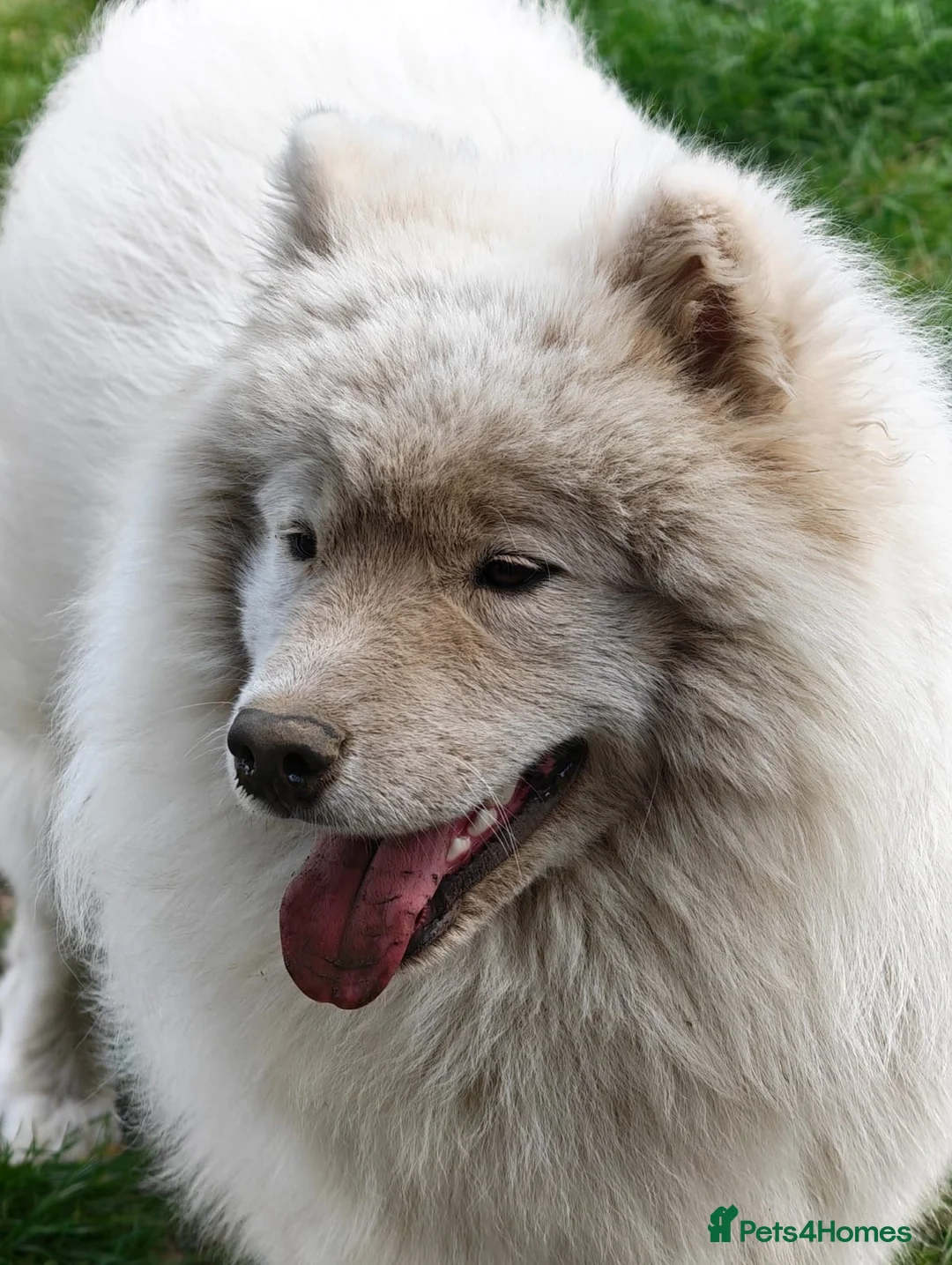 Samoyed dogs for stud: Stunning samoyed available for stud in Felixstowe - Advert 2